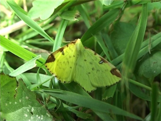 Gelbspanner ( Opisthograptis luteolata ) : Am Niederrhein, Biotop, 21.07.2007